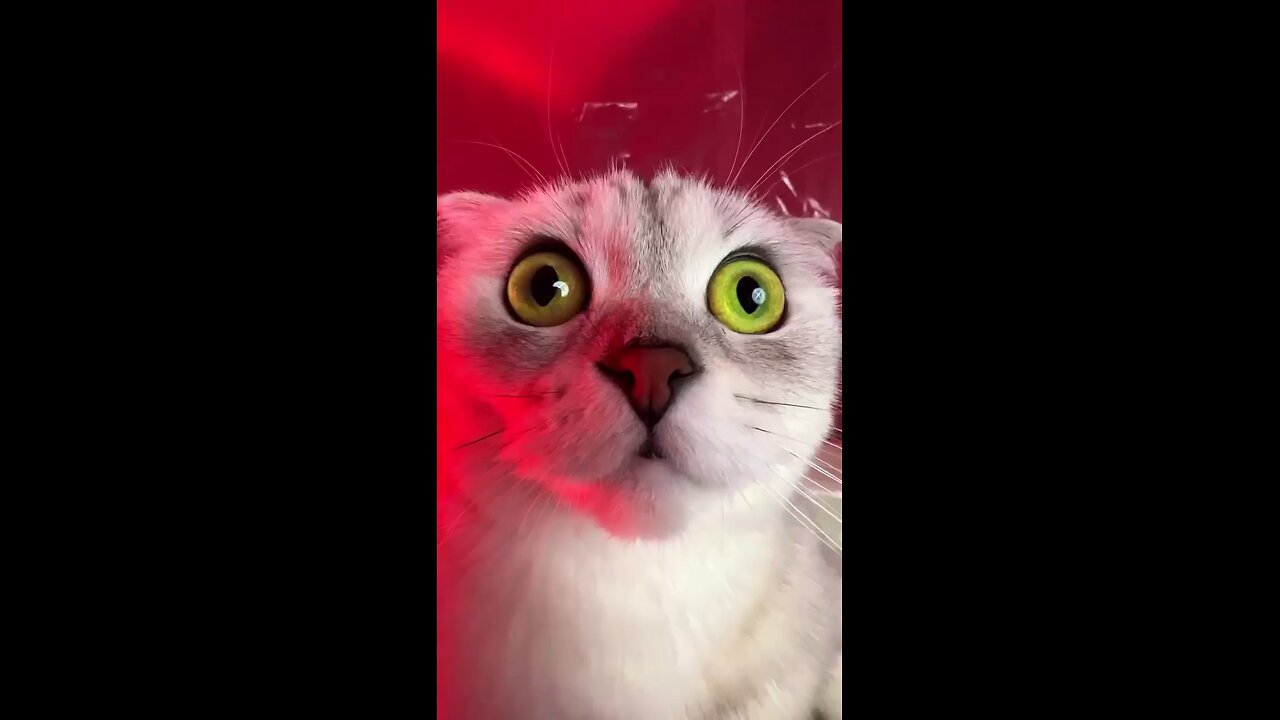 THE CATS NIGHTMARE 😱😱😱