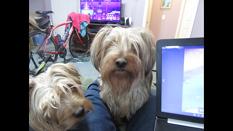 Chewy Digs because it's there #yorkie #funnydog #batman