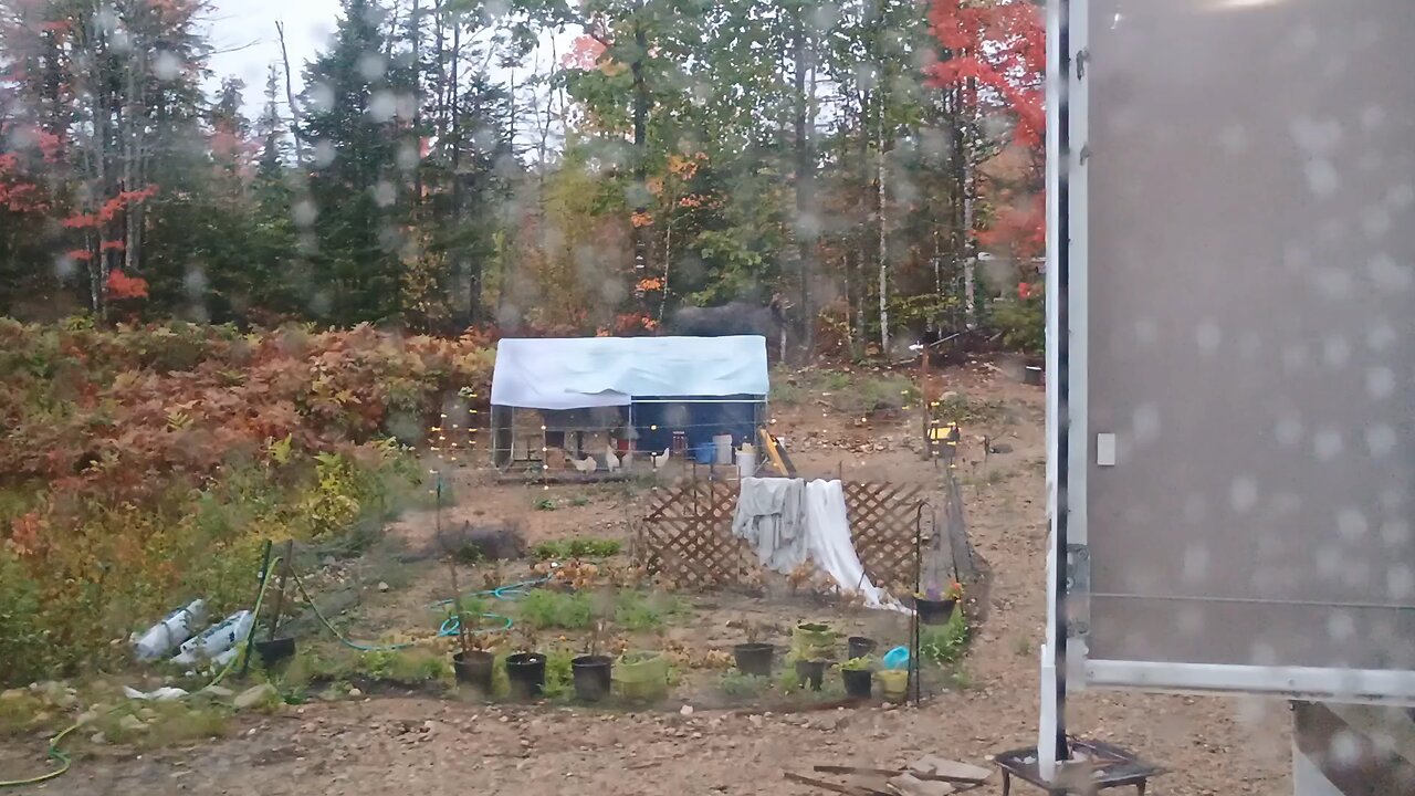 Mr Moose visiting this morning