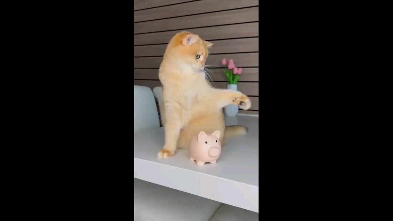 funny cat