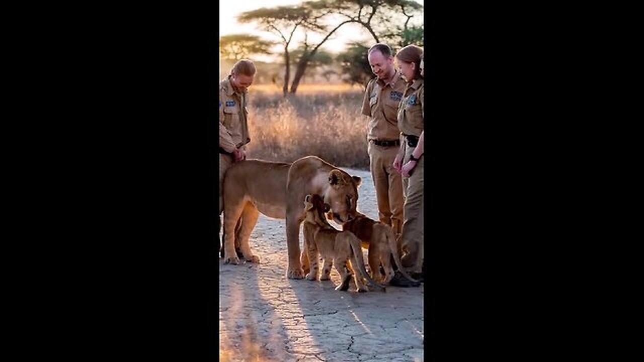 A Helping Hand for the Lion Trapped Under a Tree