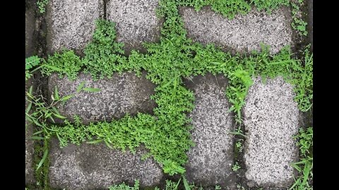 The Case of the Moss Swastika