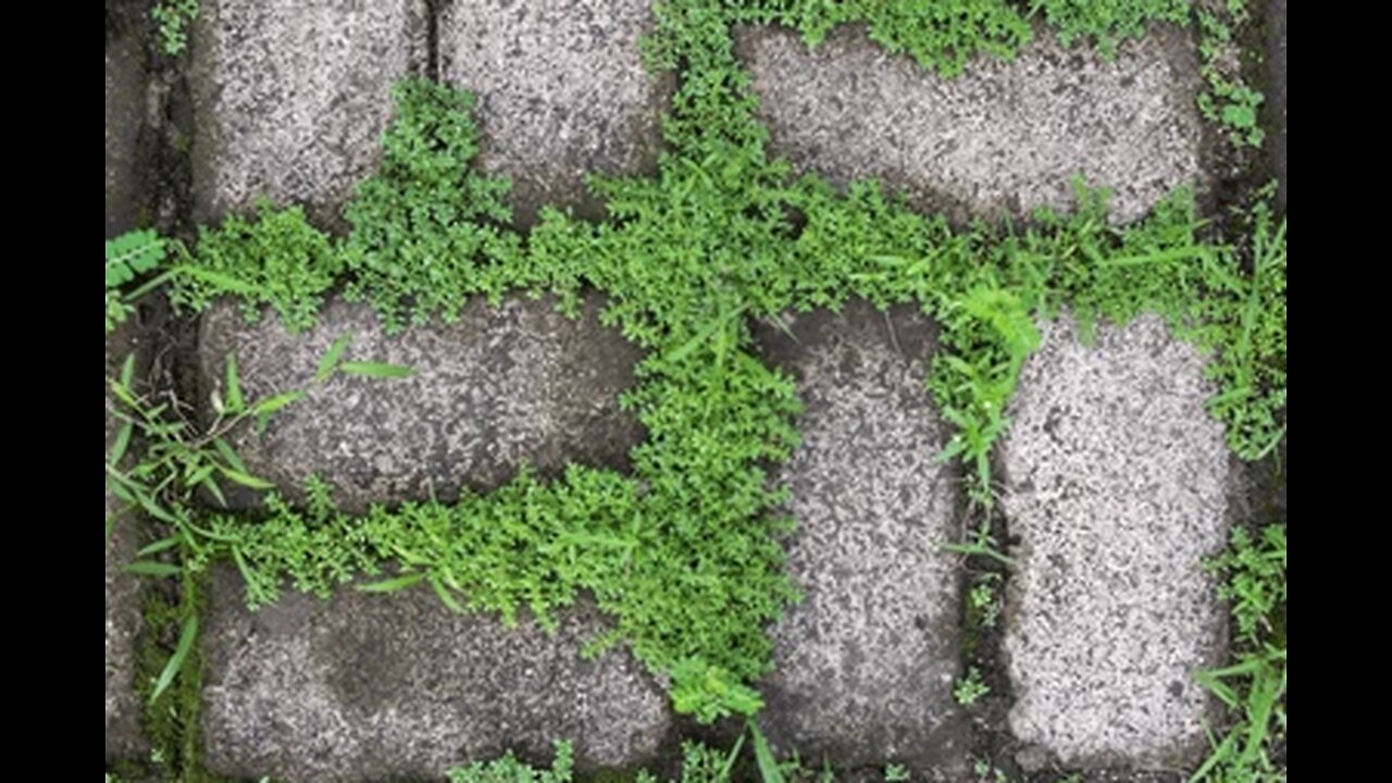 The Case of the Moss Swastika
