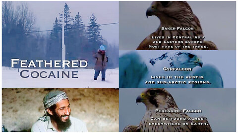 FEATHERED COCAINE Documentary (2010) - by Alan Howell Parrot (Hari Har Singh Khalsa)