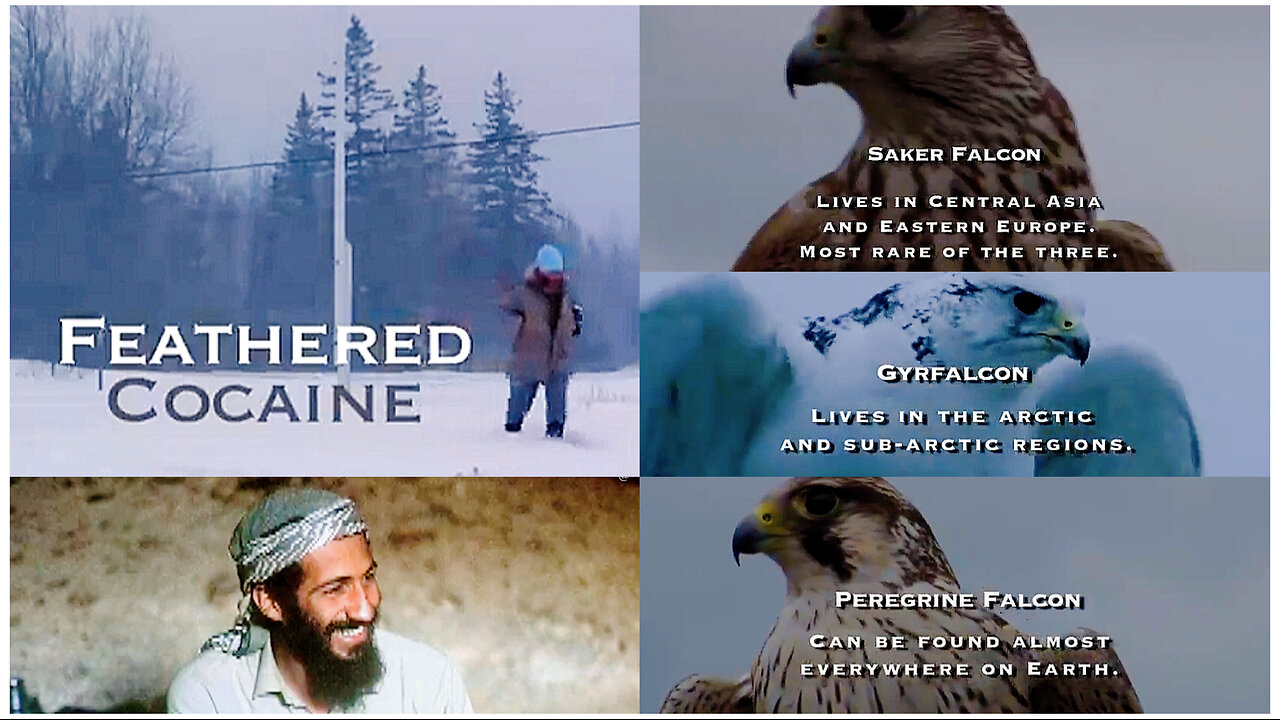 FEATHERED COCAINE Documentary (2010) - by Alan Howell Parrot (Hari Har Singh Khalsa)