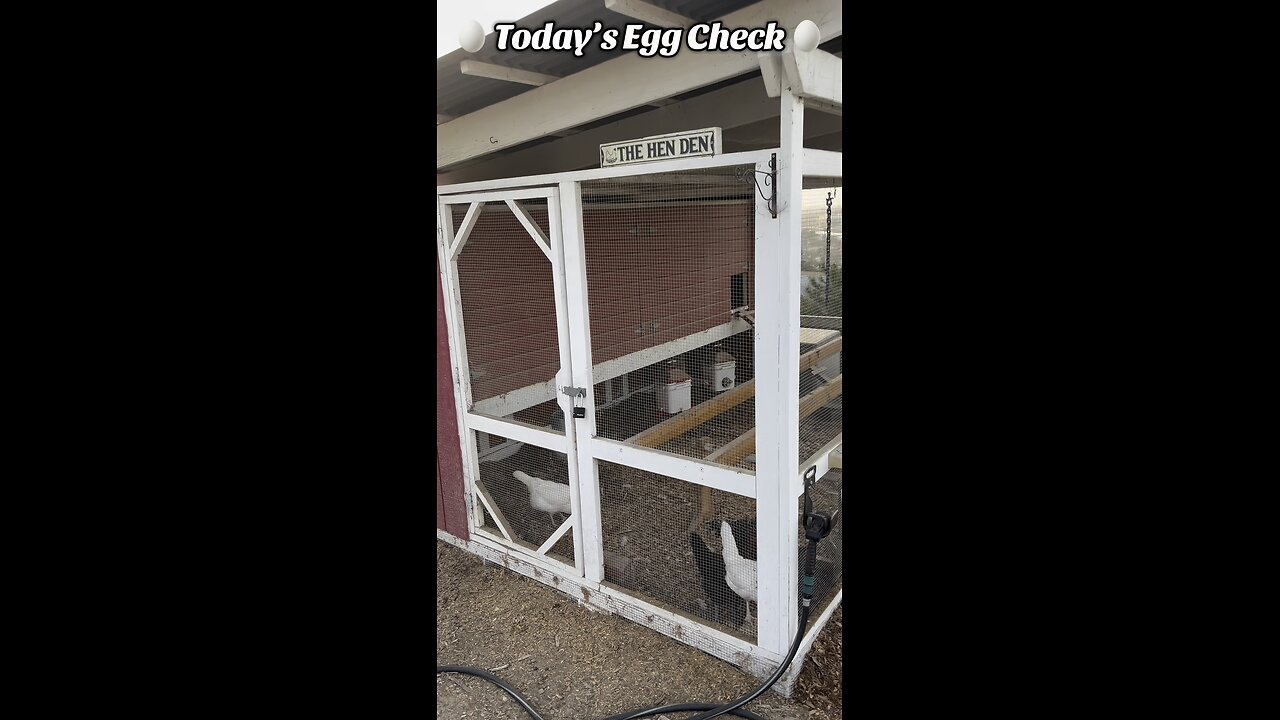 🥚 Today’s Egg Check! 🥚