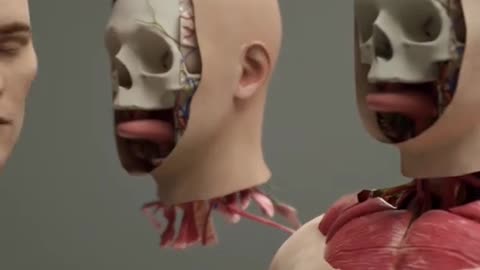 Head Transplant Machine (Brain Bridge)