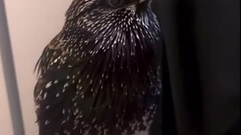 🤯✨ Discover European Starlings' Mind-Blowing Mimicry! | FeedMyCuriosity