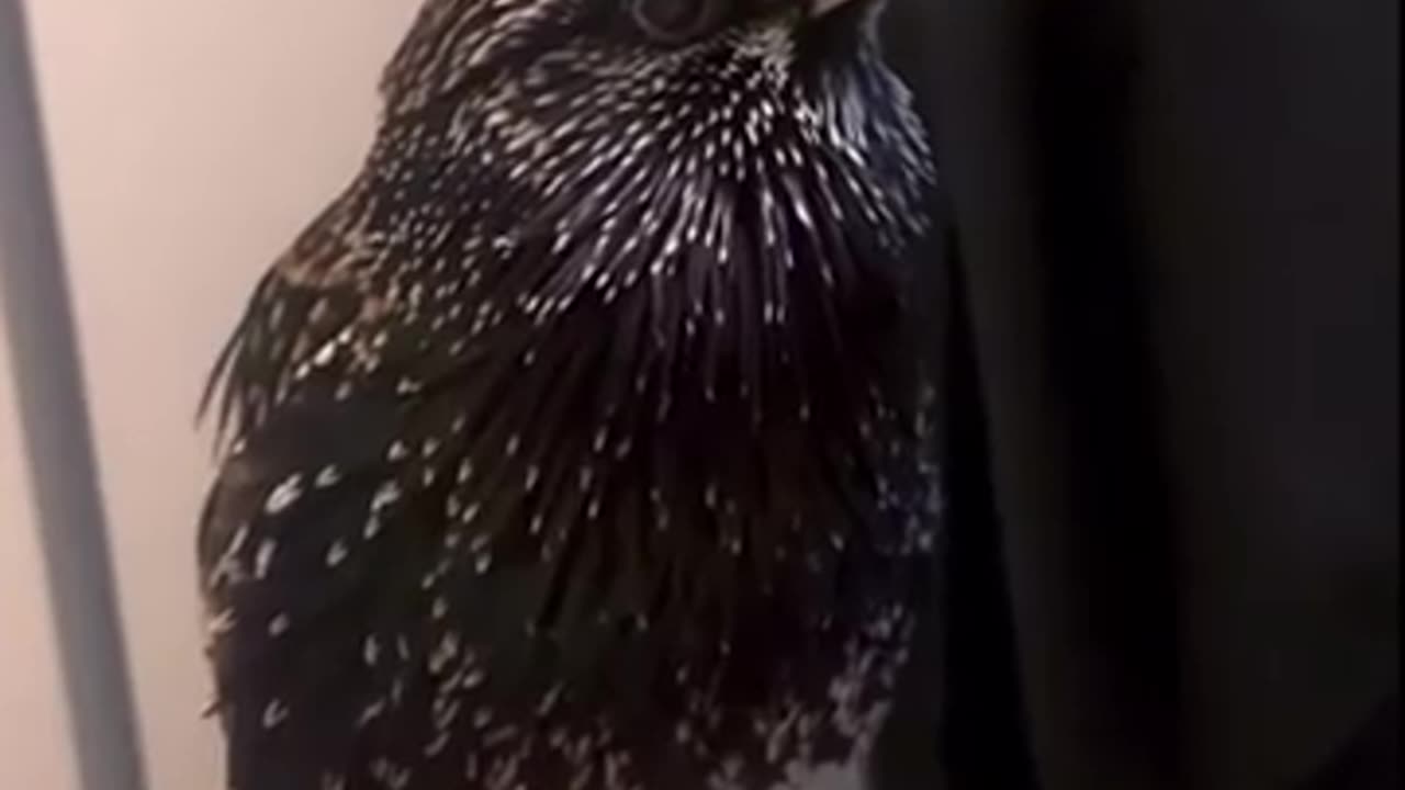 🤯✨ Discover European Starlings' Mind-Blowing Mimicry! | FeedMyCuriosity