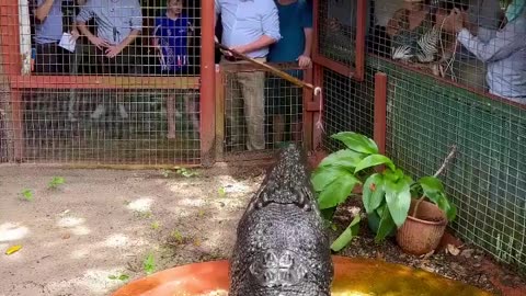 🧠✨ Meet Cassius, The Largest Saltwater Crocodile Ever! | FeedMyCuriosity