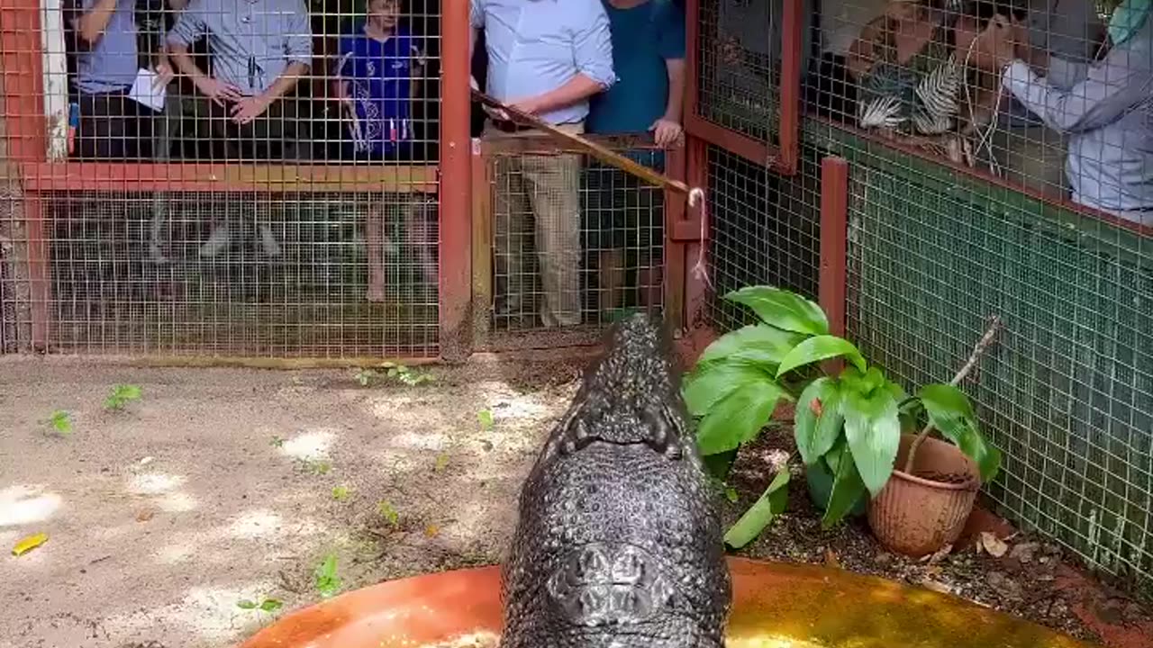 🧠✨ Meet Cassius, The Largest Saltwater Crocodile Ever! | FeedMyCuriosity