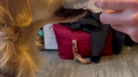 Golden Retriever Bites Into Balloon
