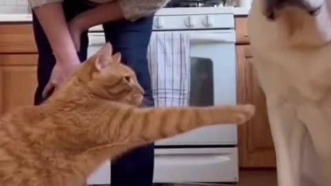 How cute the cat looks in the fight beet been the dog and the 🐱🐱🐱