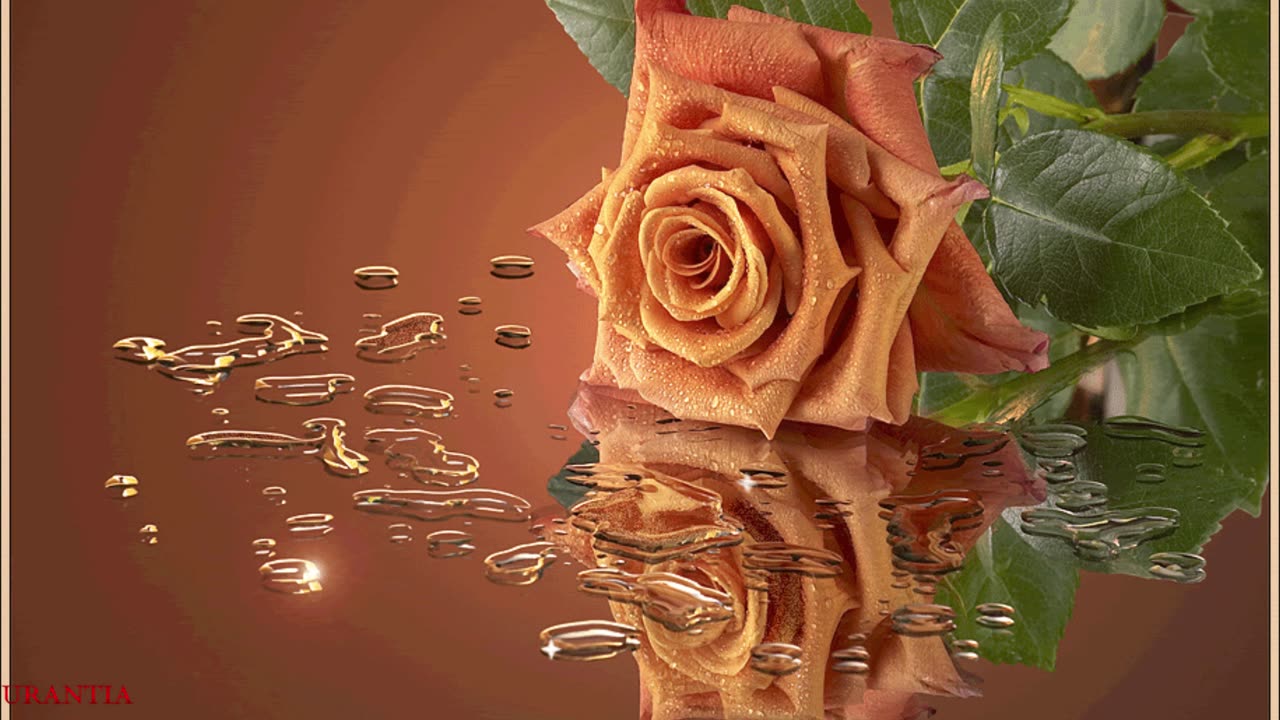 Българска роза