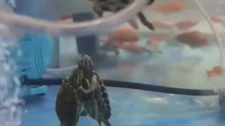 May I Have This Dance