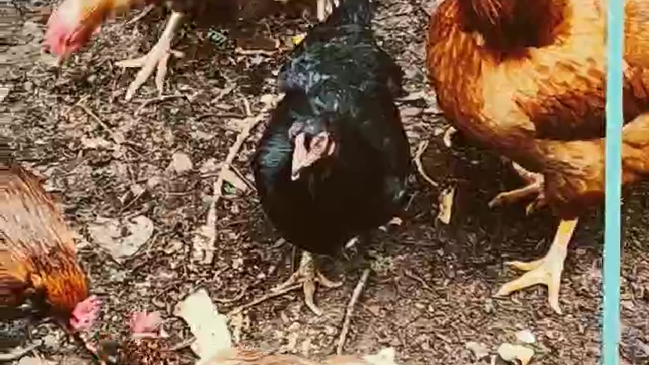 Chickens can't resist pineapple!