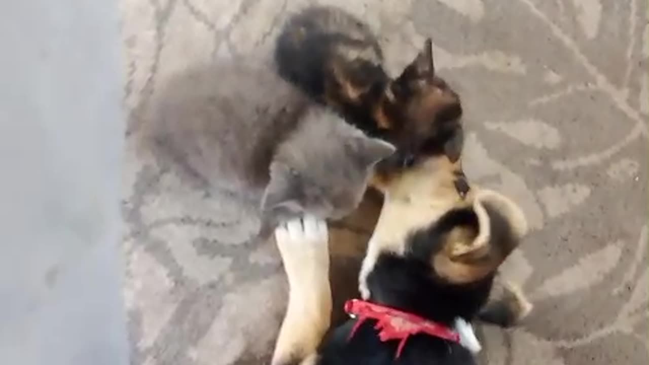 executioners against dogs