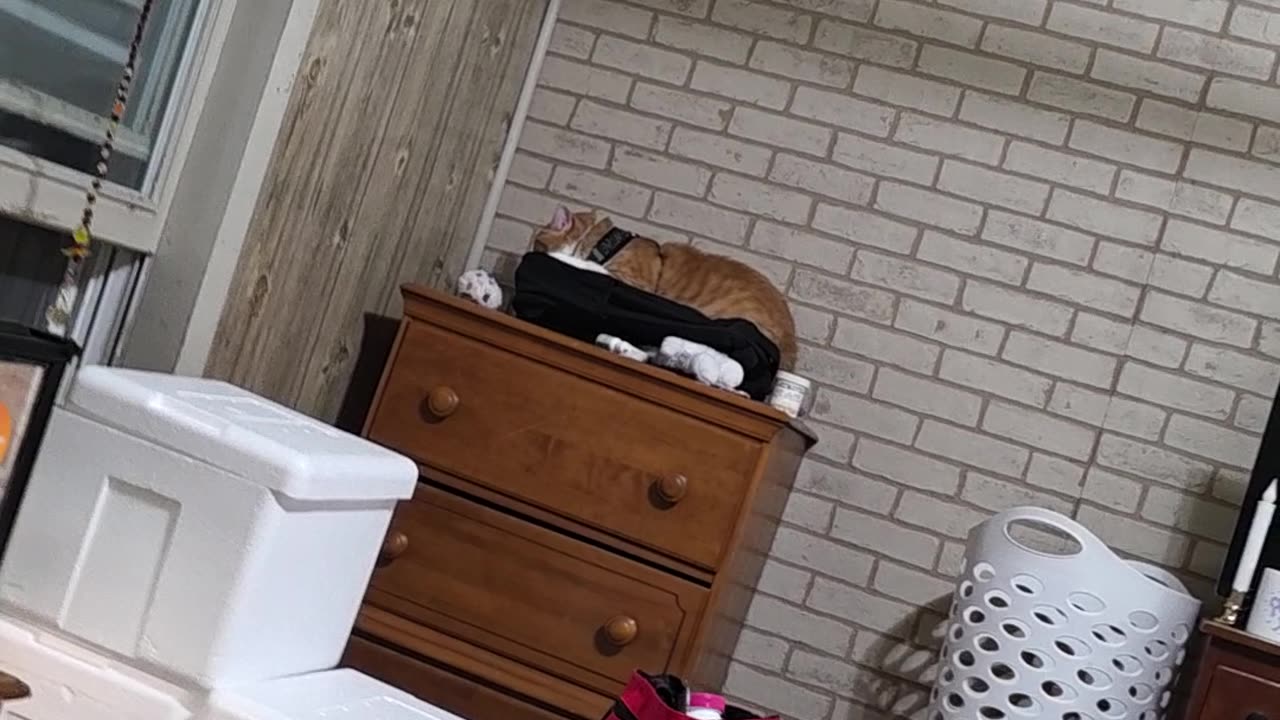 Sir Pineapple believes he is above the rules.