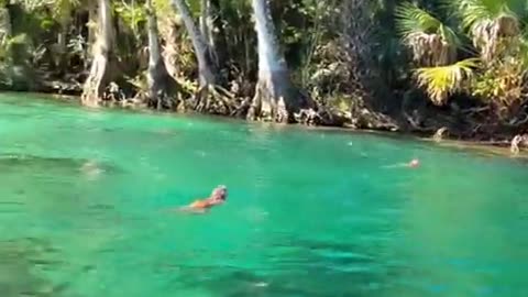 🤯✨ You Won't Believe How These Wild Monkeys Dive in Florida! | FeedMyCuriosity