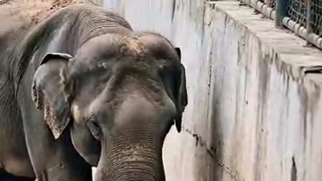 Elephant Rescue a baby