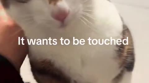 the kitty yearns for affection