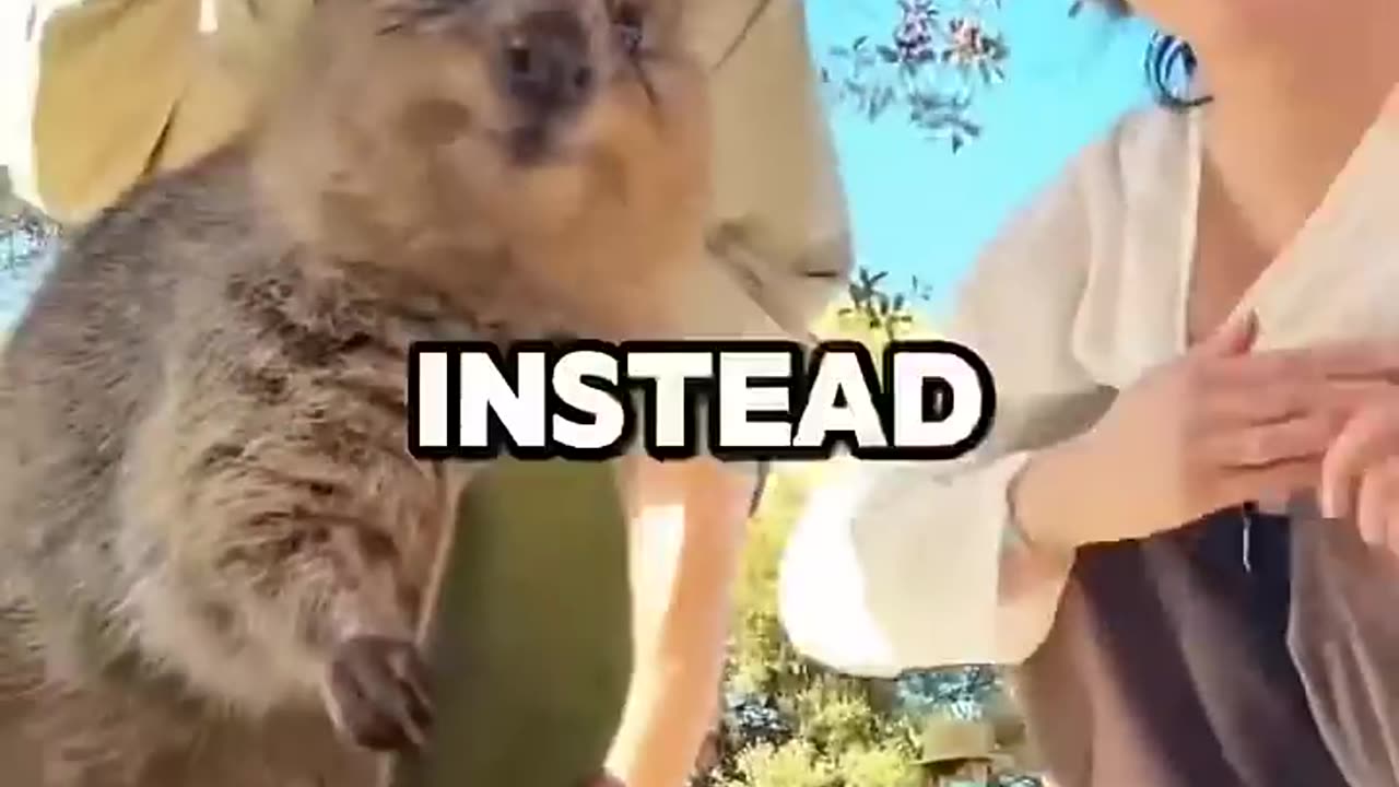 The Happiest Animal In The World 😂