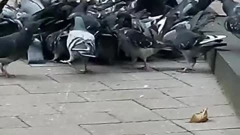 Pigeons Feasting in Boston