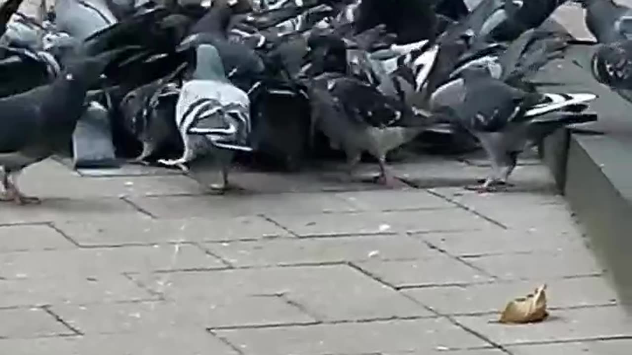 Pigeons Feasting in Boston