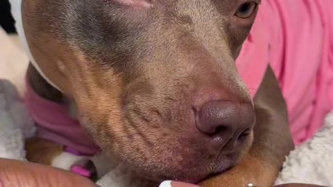 Let's Do My Dog Nails