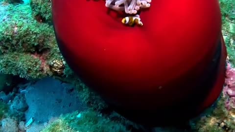 Sleeping Sea Anemone