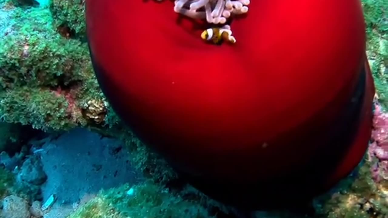Sleeping Sea Anemone