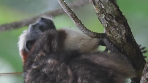 Adventure animal behavior animals- 4K Video