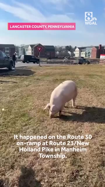 Pig Saved From Highway By Good Samaritans in Pennsylvania