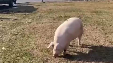 Pig Saved From Highway By Good Samaritans in Pennsylvania