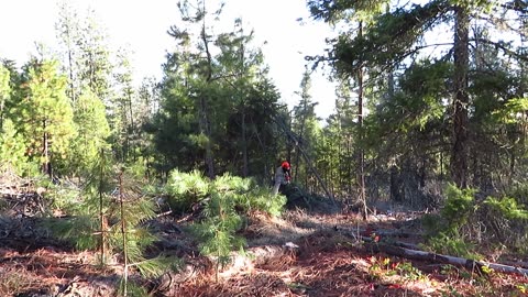 Fire Mitigation, Thinning Trees and Slash