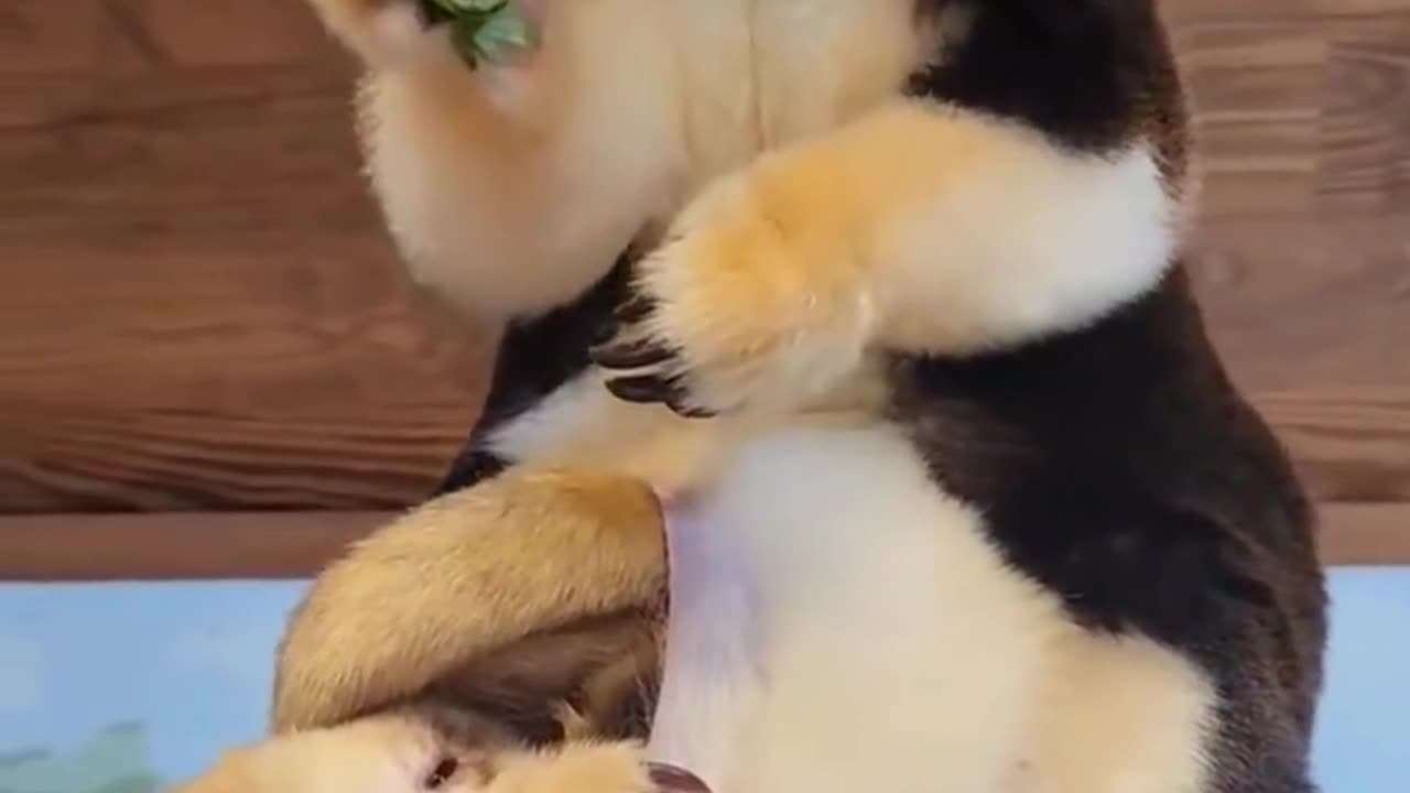 This panda is so cute, interesting animal sharing