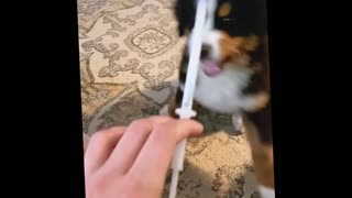 Pets Meeting Babies for the First Time — Cutest Reactions Ever 🐾👶💞