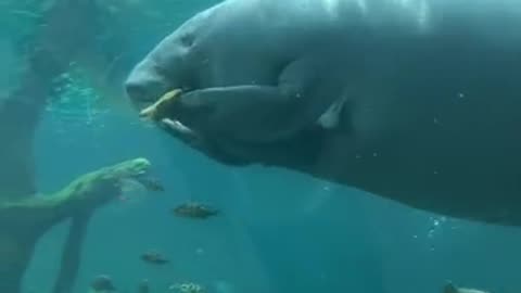 水族馆海牛吃掉了同事
