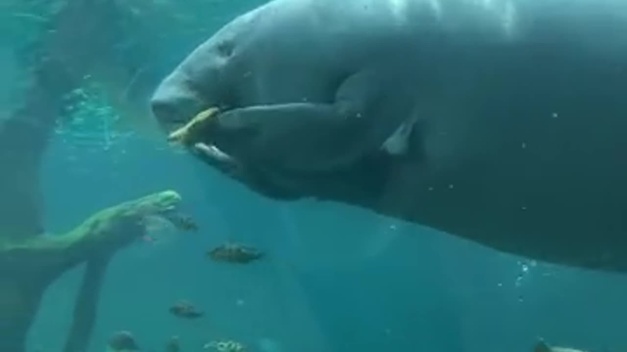 水族馆海牛吃掉了同事