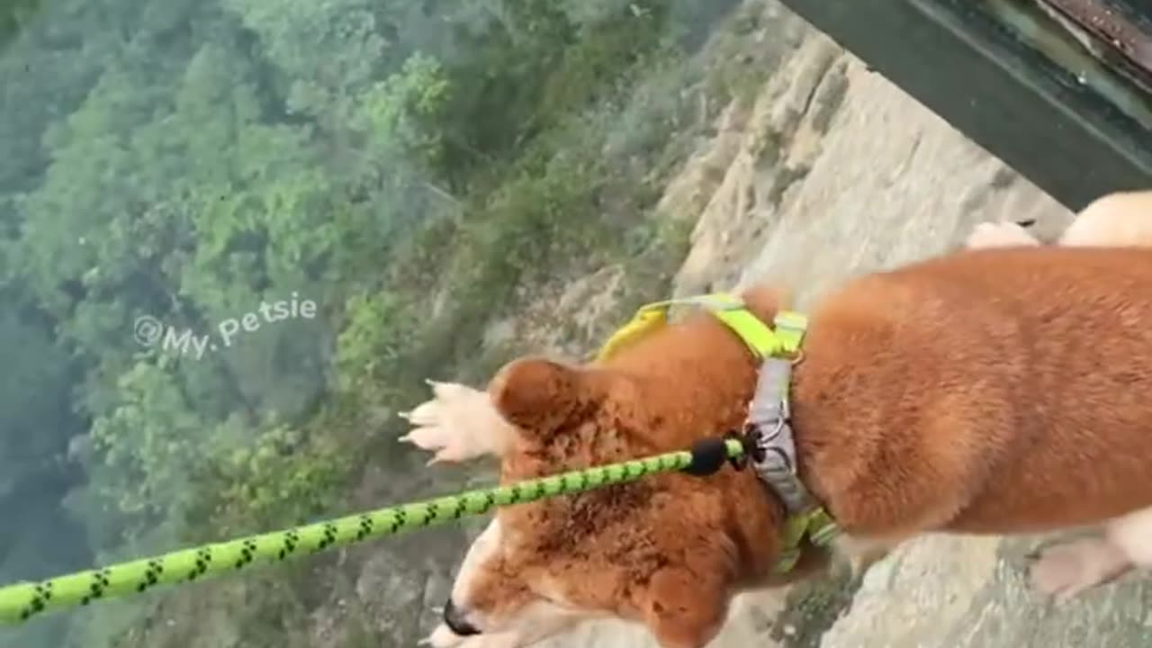 Dogs meet the invisible bridge