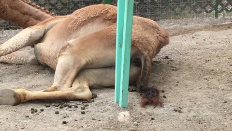 Xenpal Zoo, Safari, & Ziplines 3 (Garcia, Nuevo Leon, Mexico)