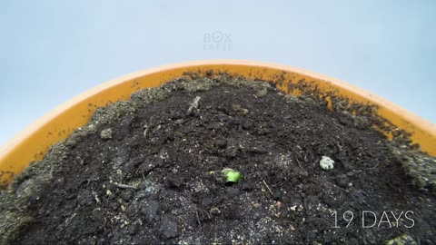 How to grow a mango plant