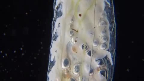 Microscope Discovery: Tiny Creatures Living in Water