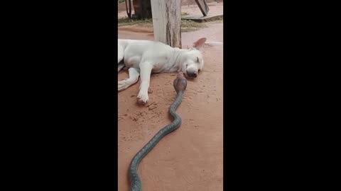 TREACHEROUS SNAKE