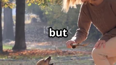 Thinking of Getting a Dog? Here's What You Need to Know!