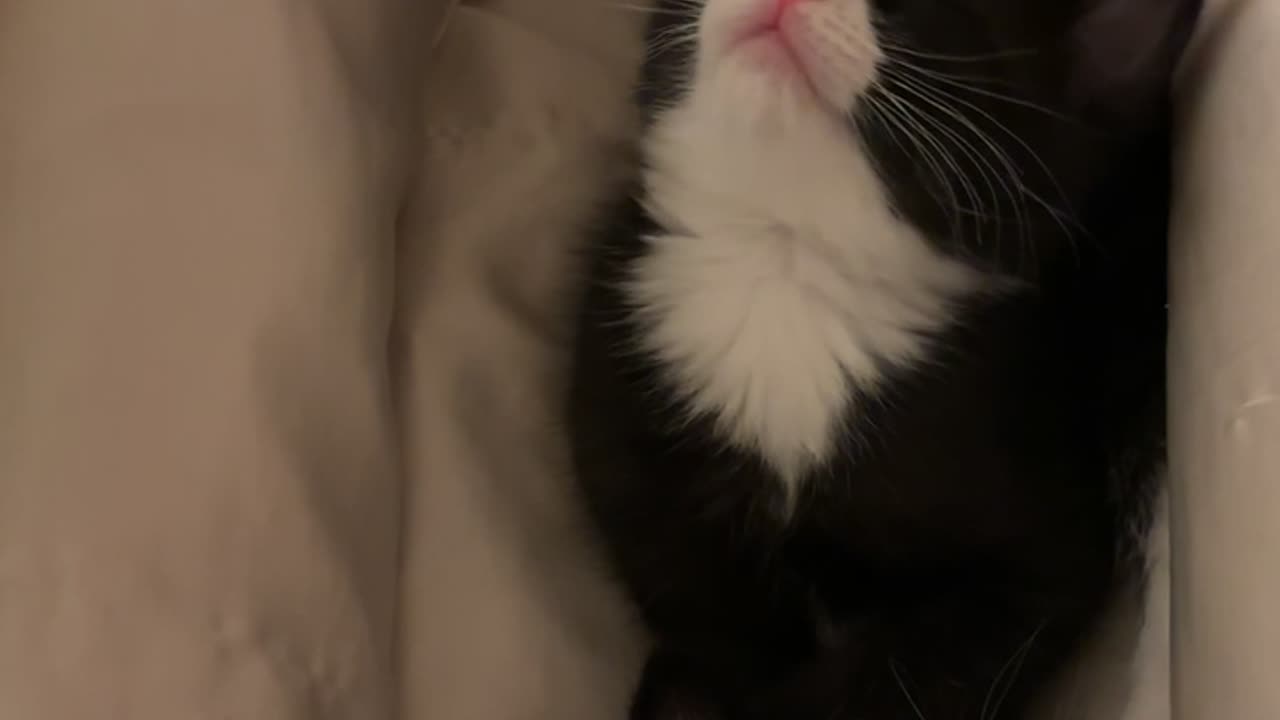 Six Week Old Kitten Pass Out