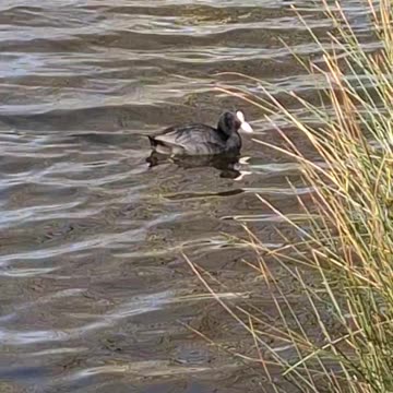Lone Coot