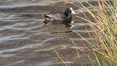 Lone Coot