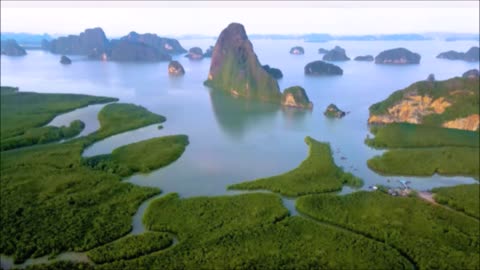 With Out A Doubt Maritime Pine Tree June 2023