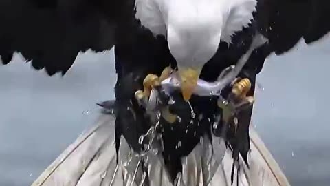 Watching a Bald Eagle Hunt Is Pure Majesty ✨